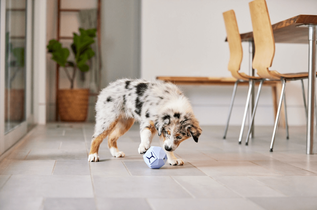 kölyök ausztrál juhászkutya labdával játszik lakásban
