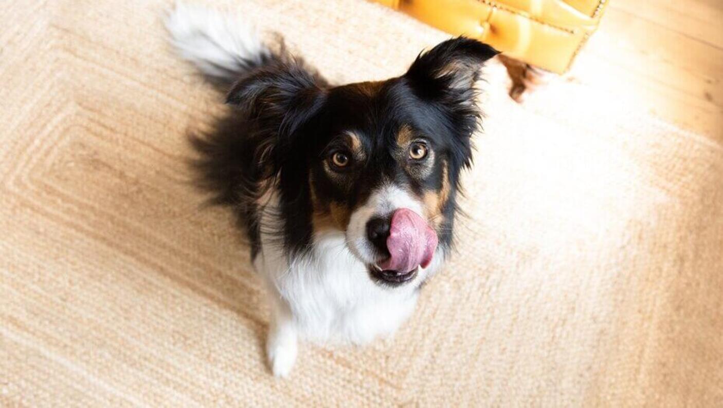 Dog with black head and white body licking it's nose