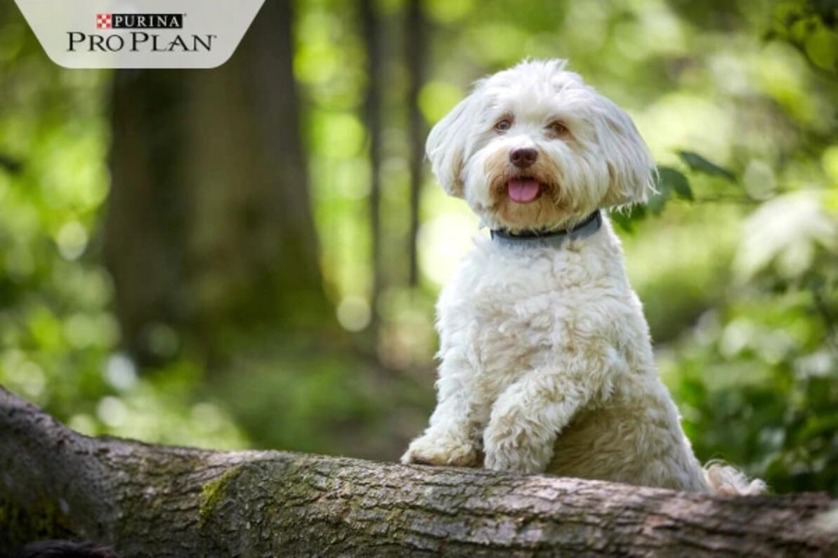 Havanese kutya szabadban