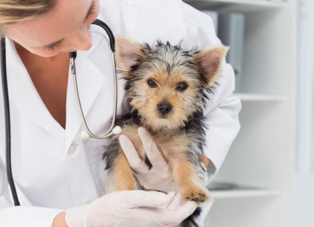 Kis kutya állatorvossal