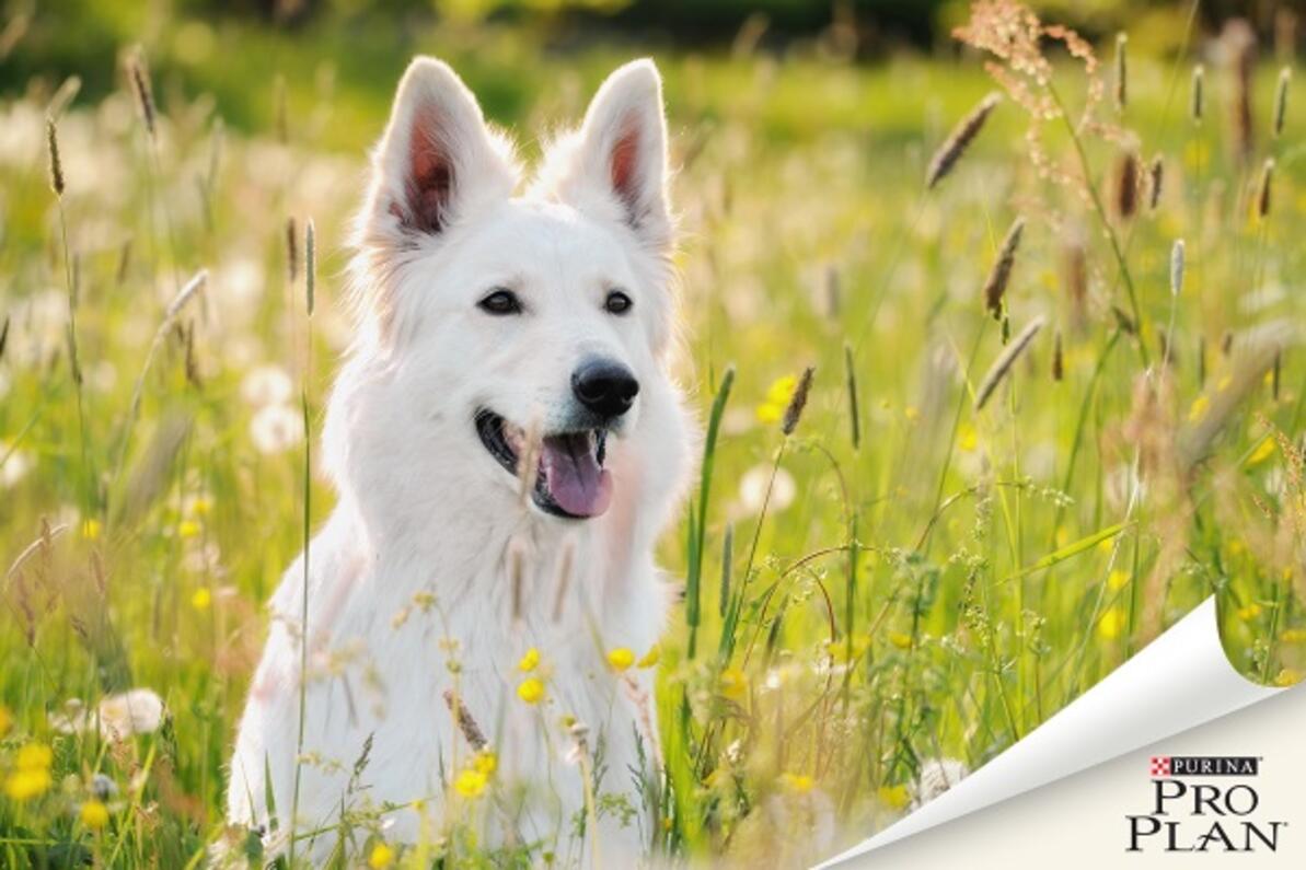A fehér kutya a fűben