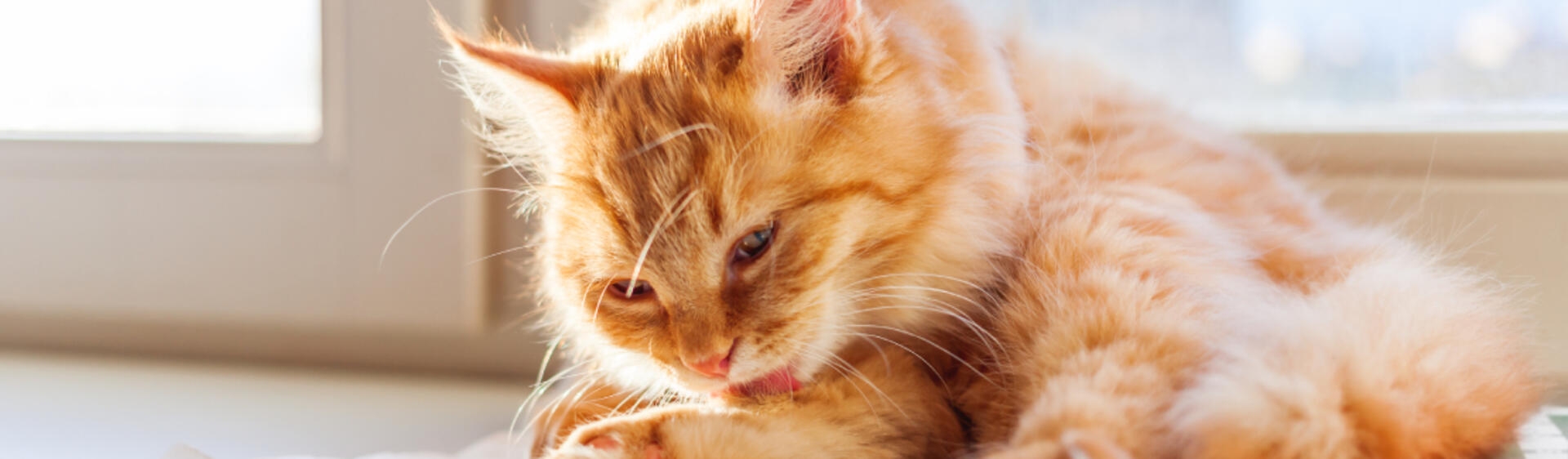 hosszúszőrű vörös cica mosakszik