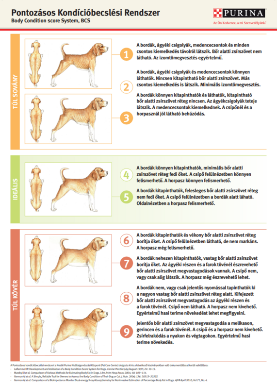 Body Condition Scoring kutya
