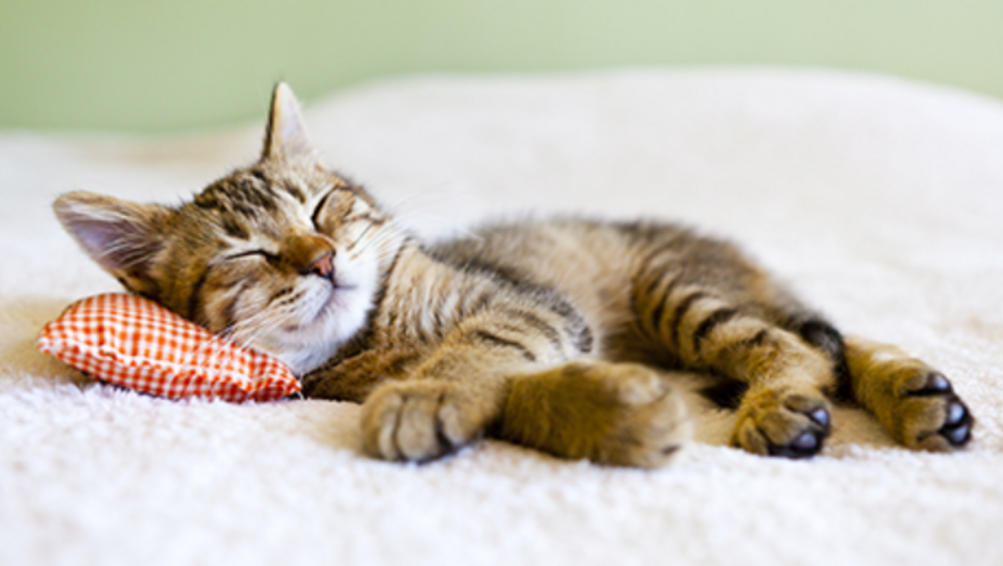 cirmos cica jóízűen alszik kispárnán