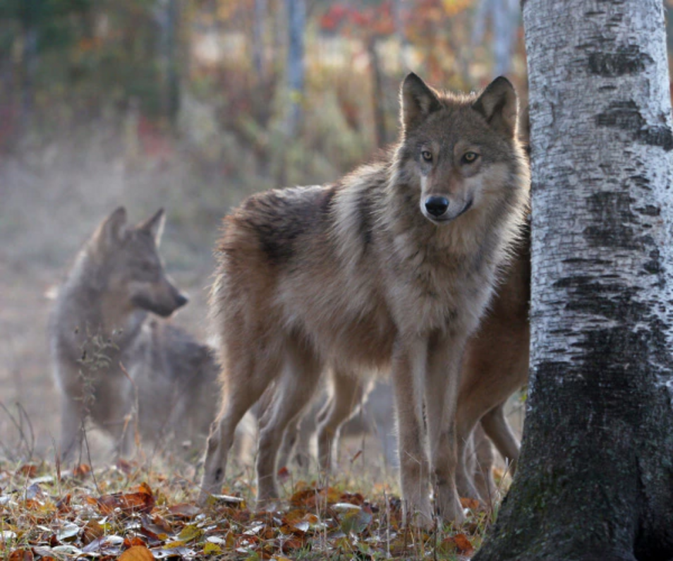 farkas az erdőben őszi hideg időben