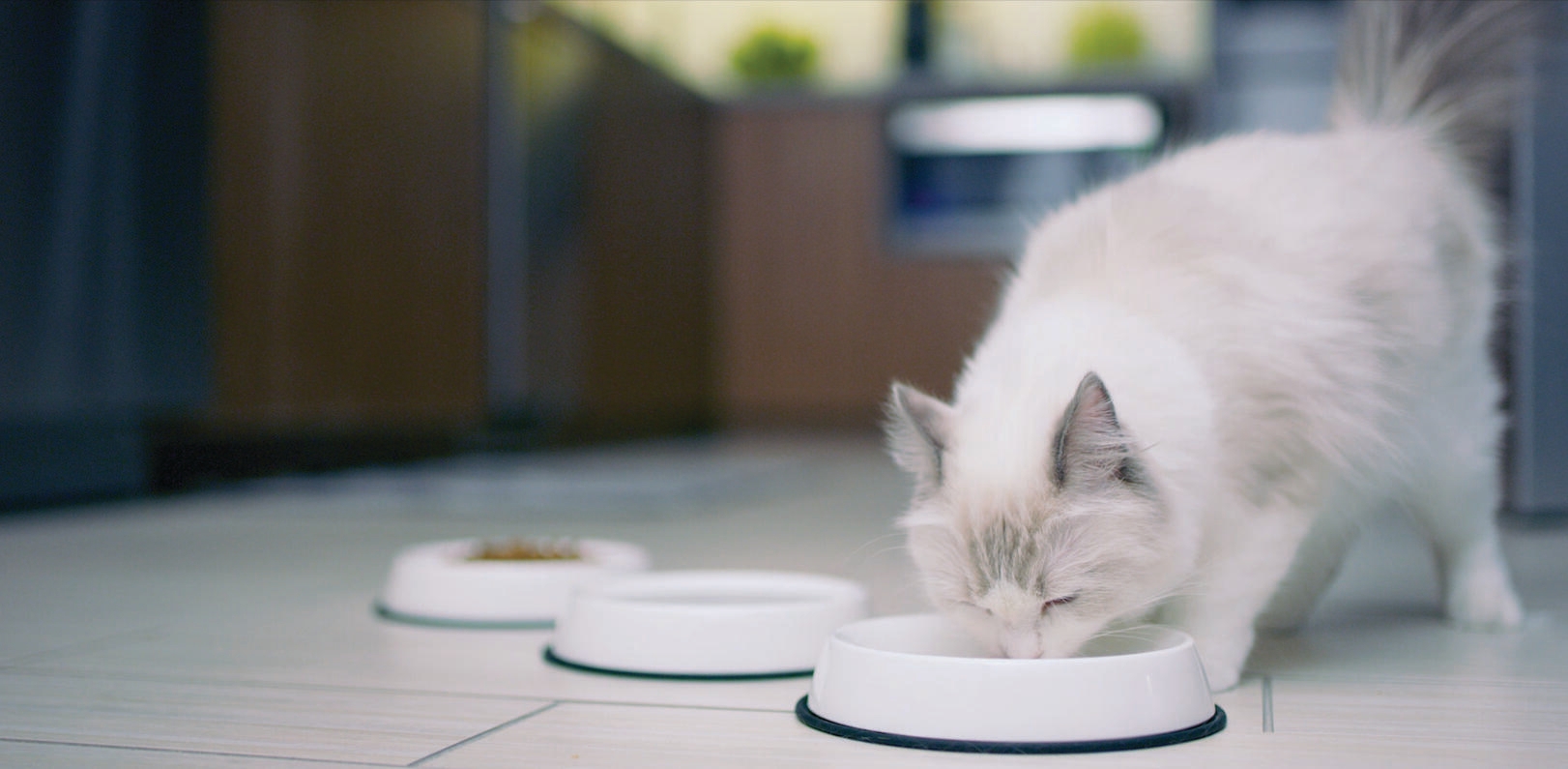 fehér cica fehér tálkából eszik konyhában