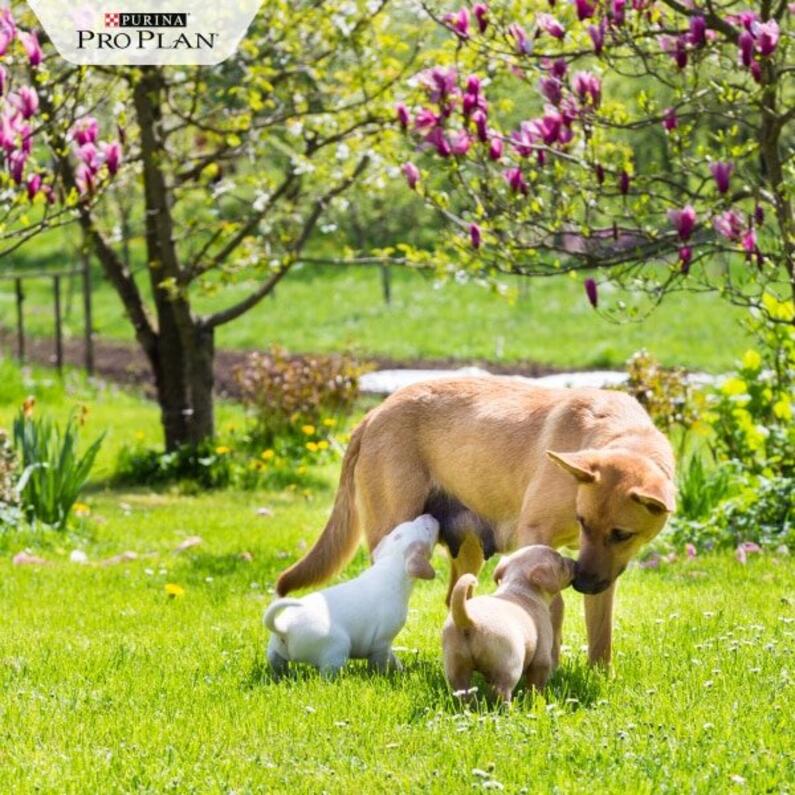Kutya tavasszal két kölyökkel