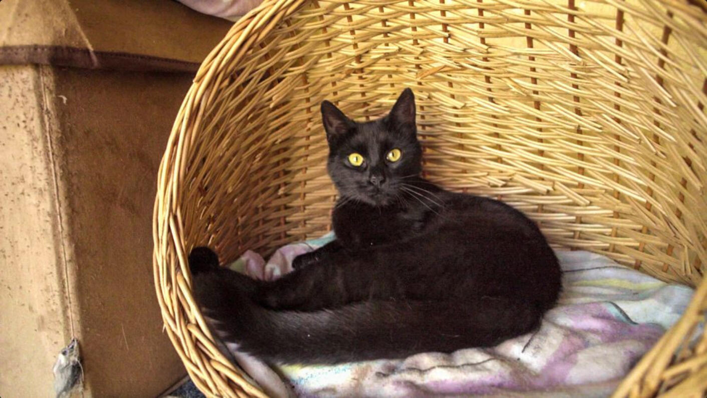 felnőtt fekete cica kosárban pihen