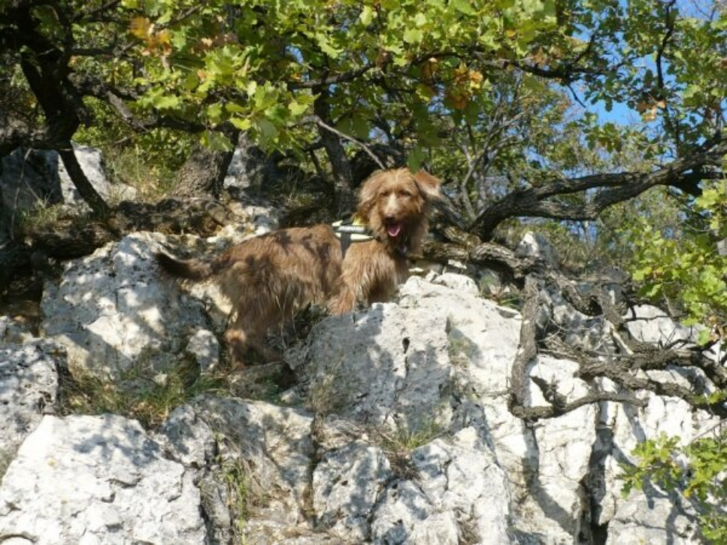 hosszúszőrű barna kutya hámmal a sziklákon