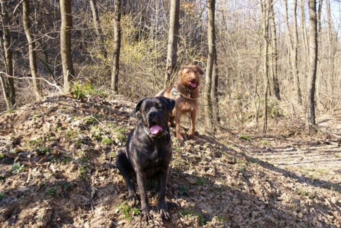 fekete és barna kutya az erdőben