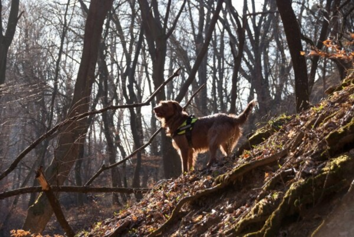 barna kutya erdőben meredek dombon télen