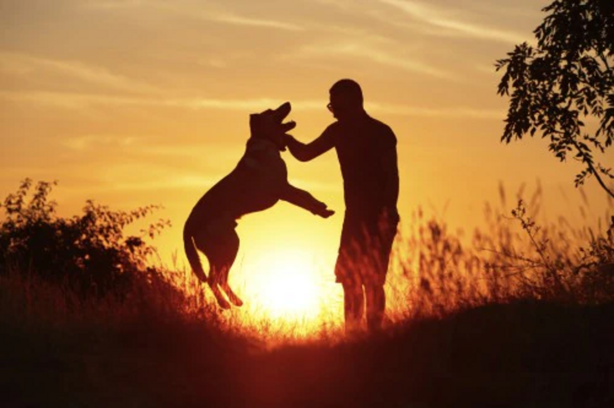 kutya és gazdája a naplementében játszanak