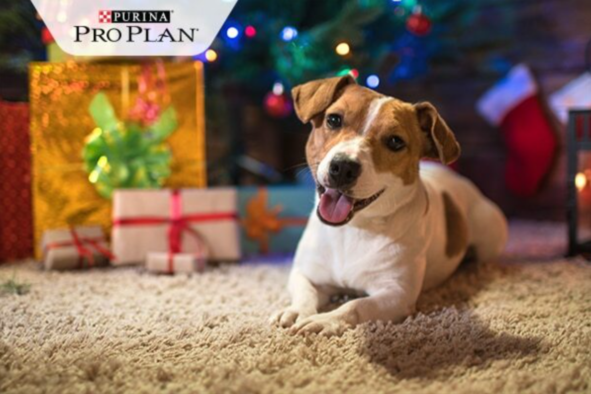kistestű foltos kutya karácsonyfa alatt boldogan