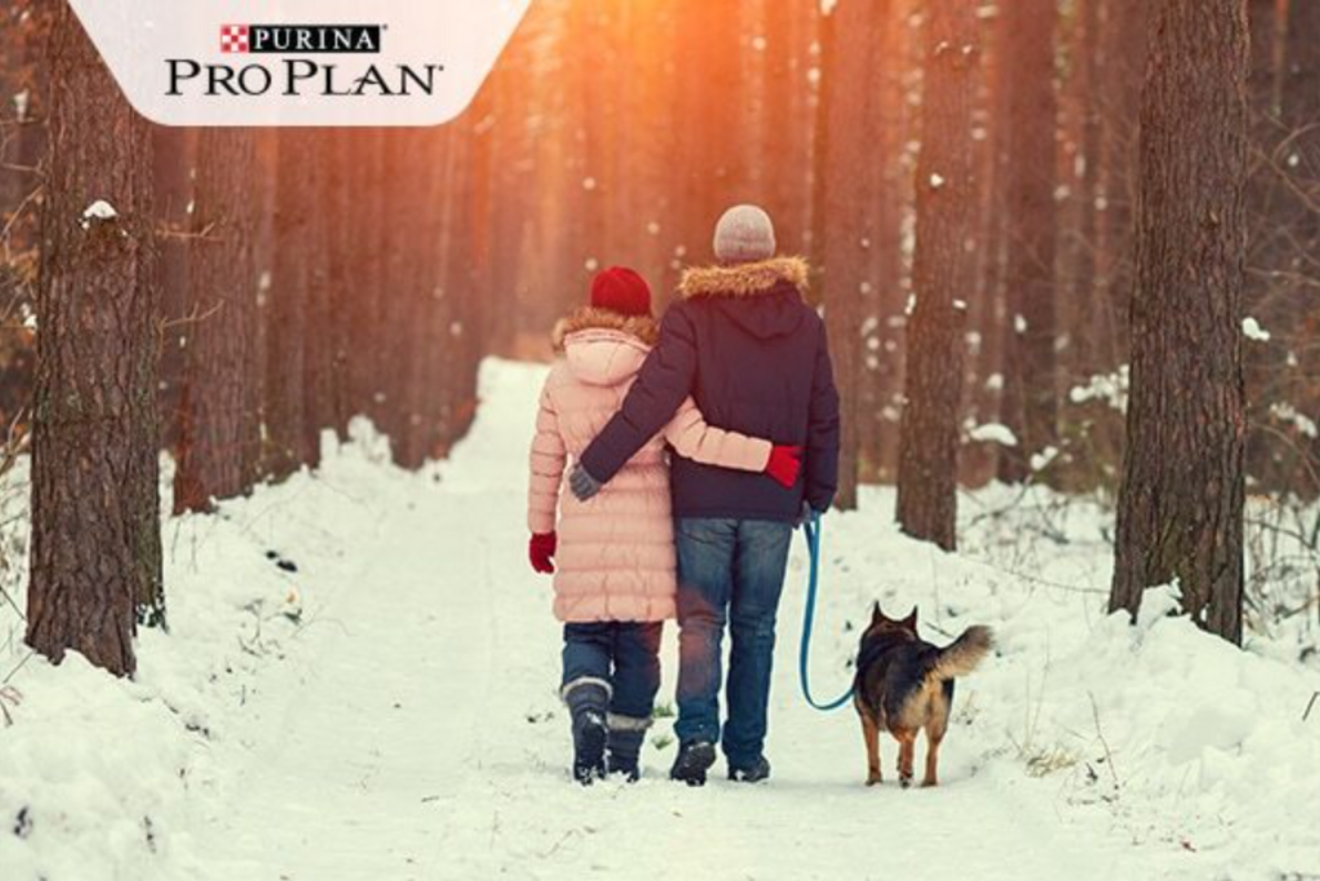 fiatal pár téli erdőben kutyát sétáltat