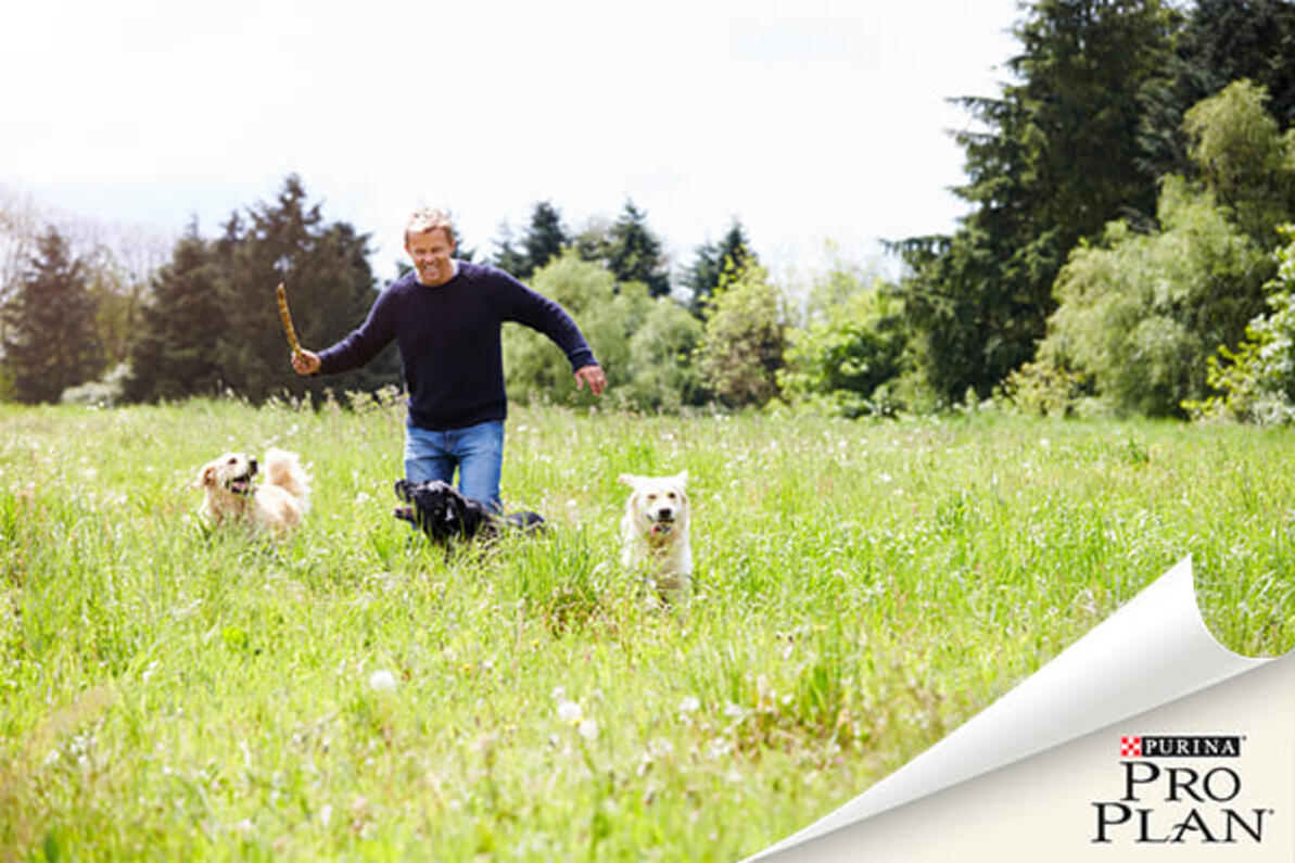 férfi három kutyájával fut a mezőn labdával