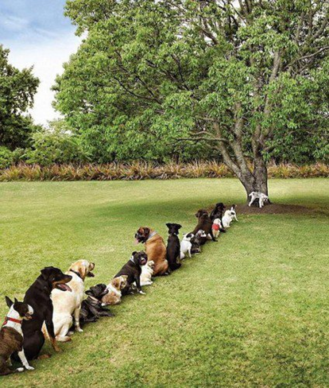 kutyák sorban ülnek egy fa előtt