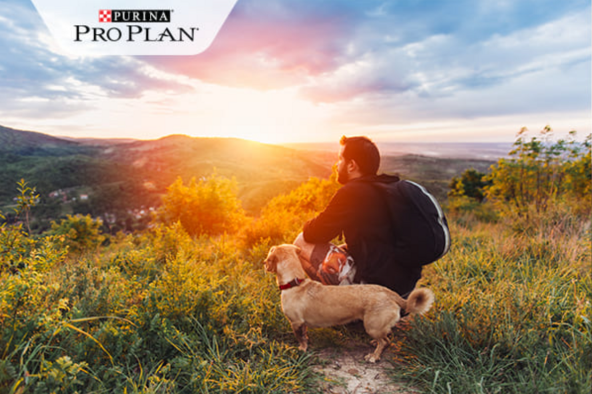 férfi kutyával kirándul hegytetőről kilátás