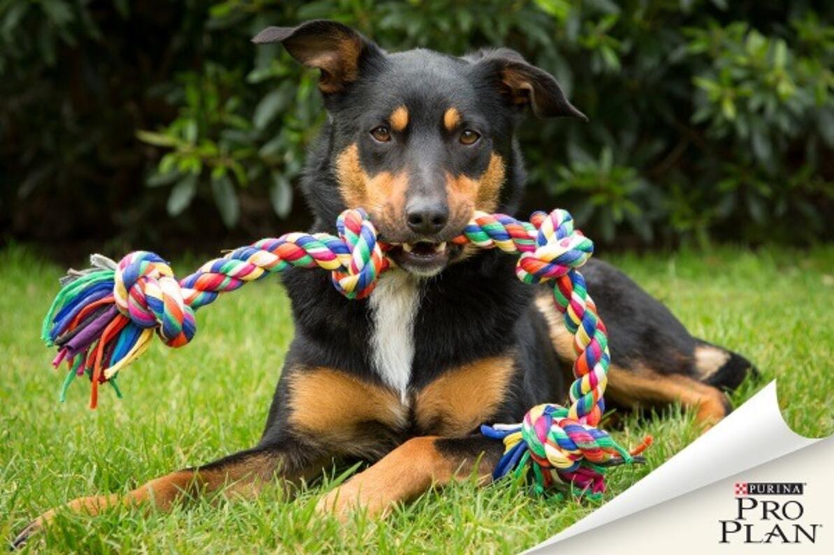 ausztrál kelpie játékkal a szájában