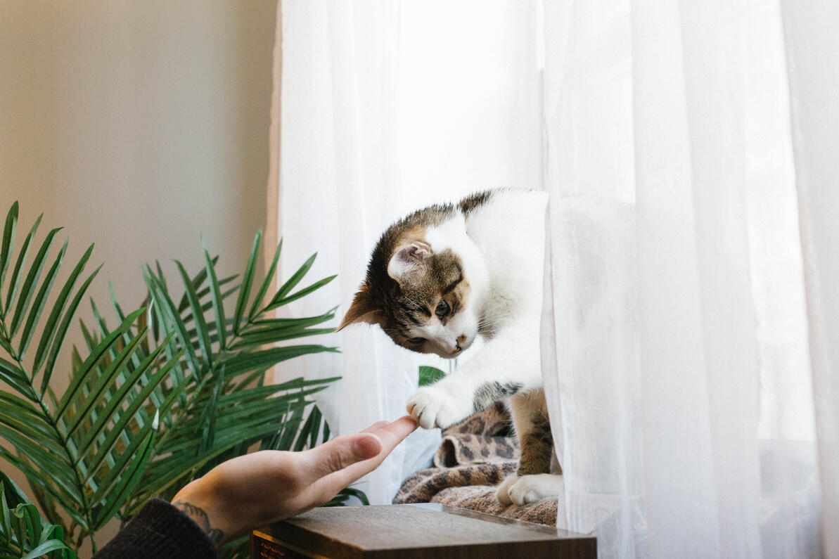 cica függöny mögött gazdájával játszik