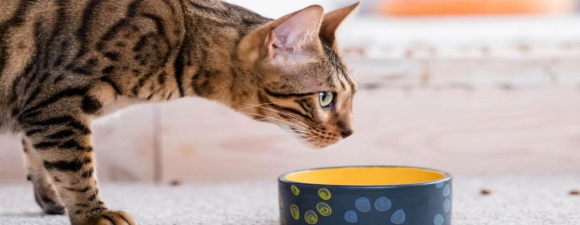 cirmos cica tálból készül vizet inni