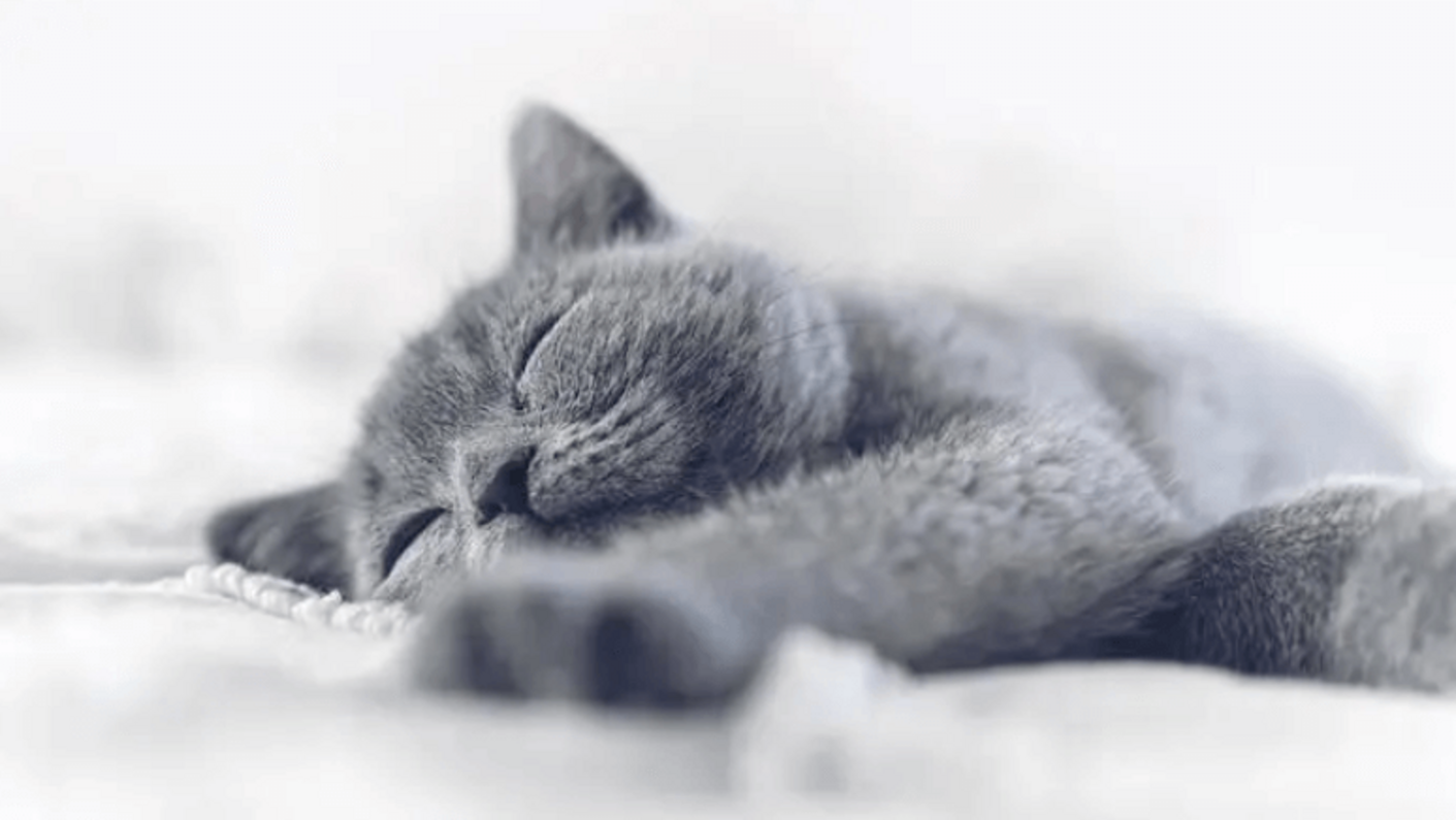 sötétszürke cica jóízűen alszik