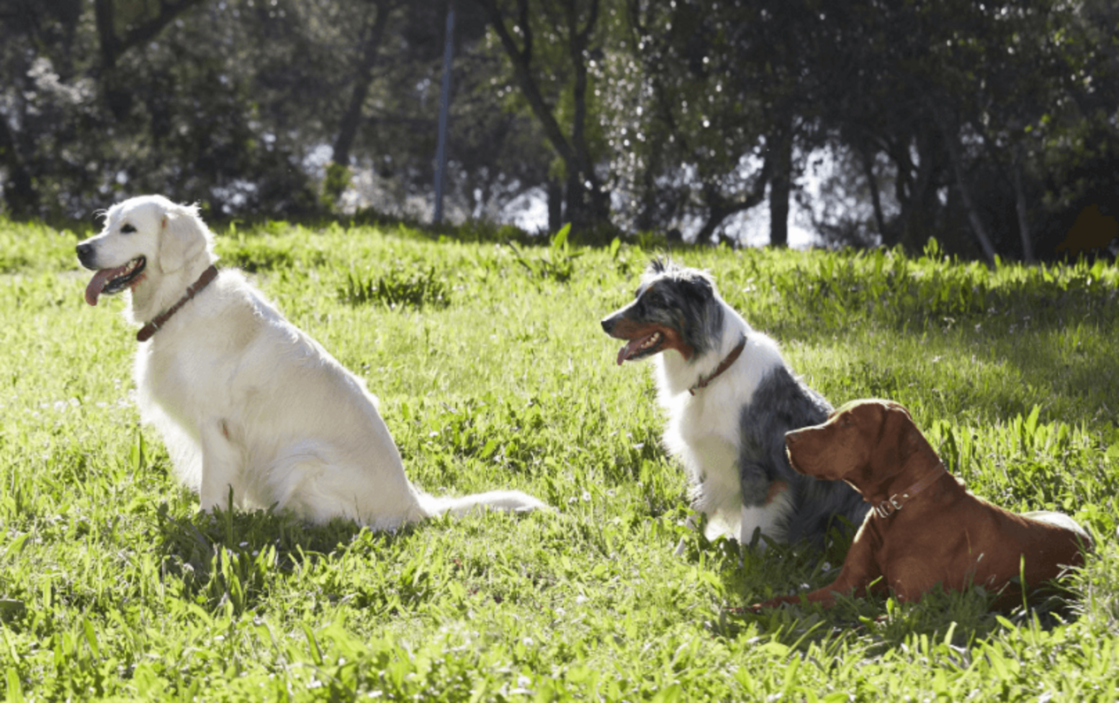 három kutya egymás mellett figyelmesen ül
