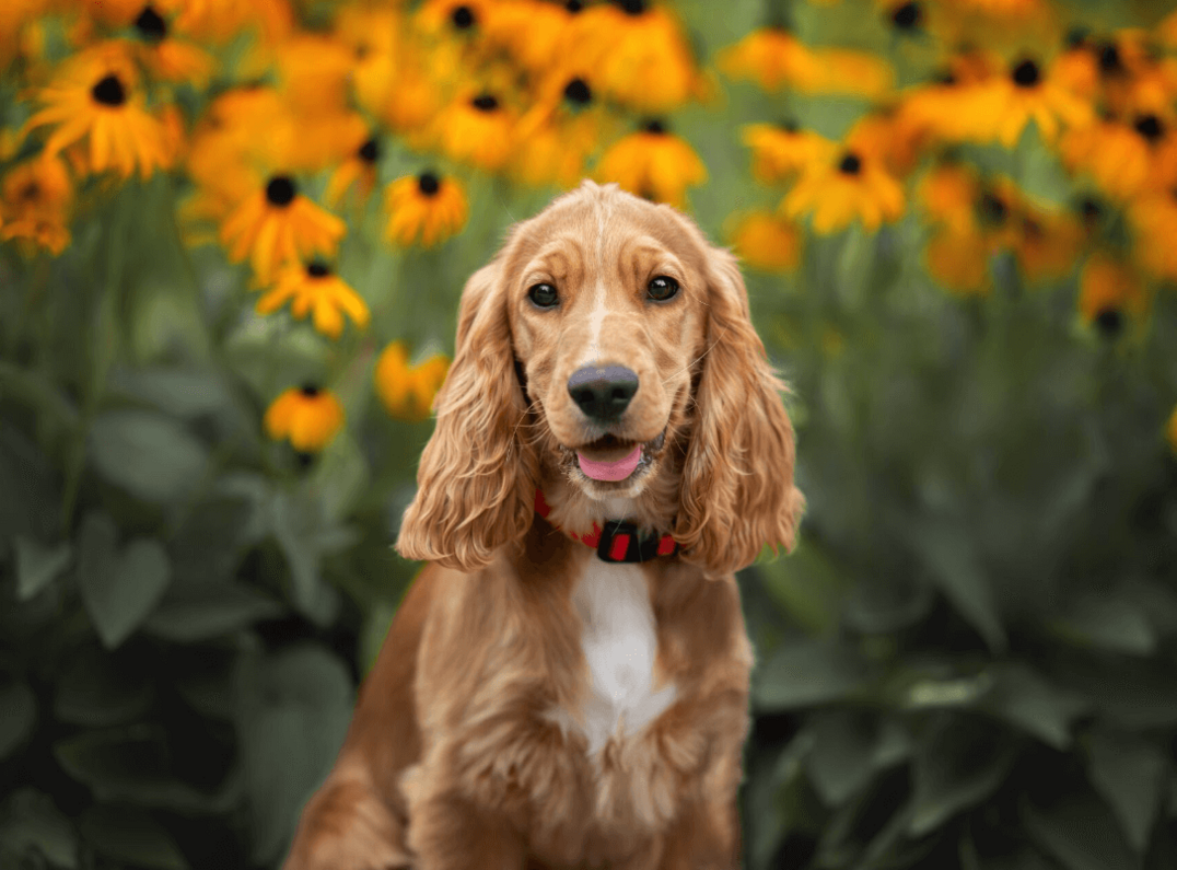 spániel kutya virágokkal a háttérben