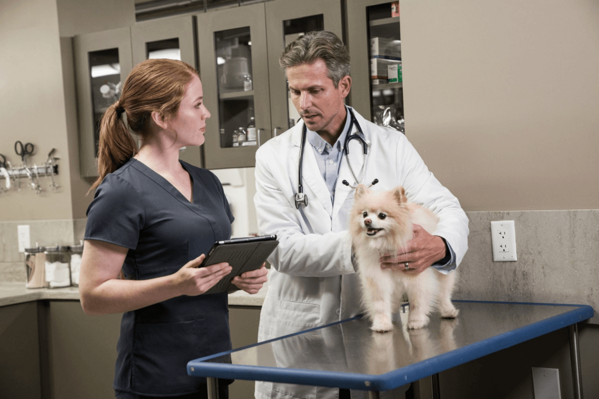 két állatorvos rendelőben egyeztet kutya állapotáról