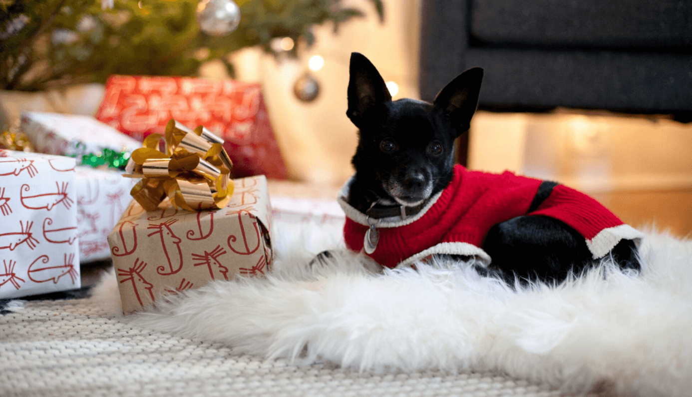 fekete kistestű kutya kutyaruhában karácsonyfa alatt