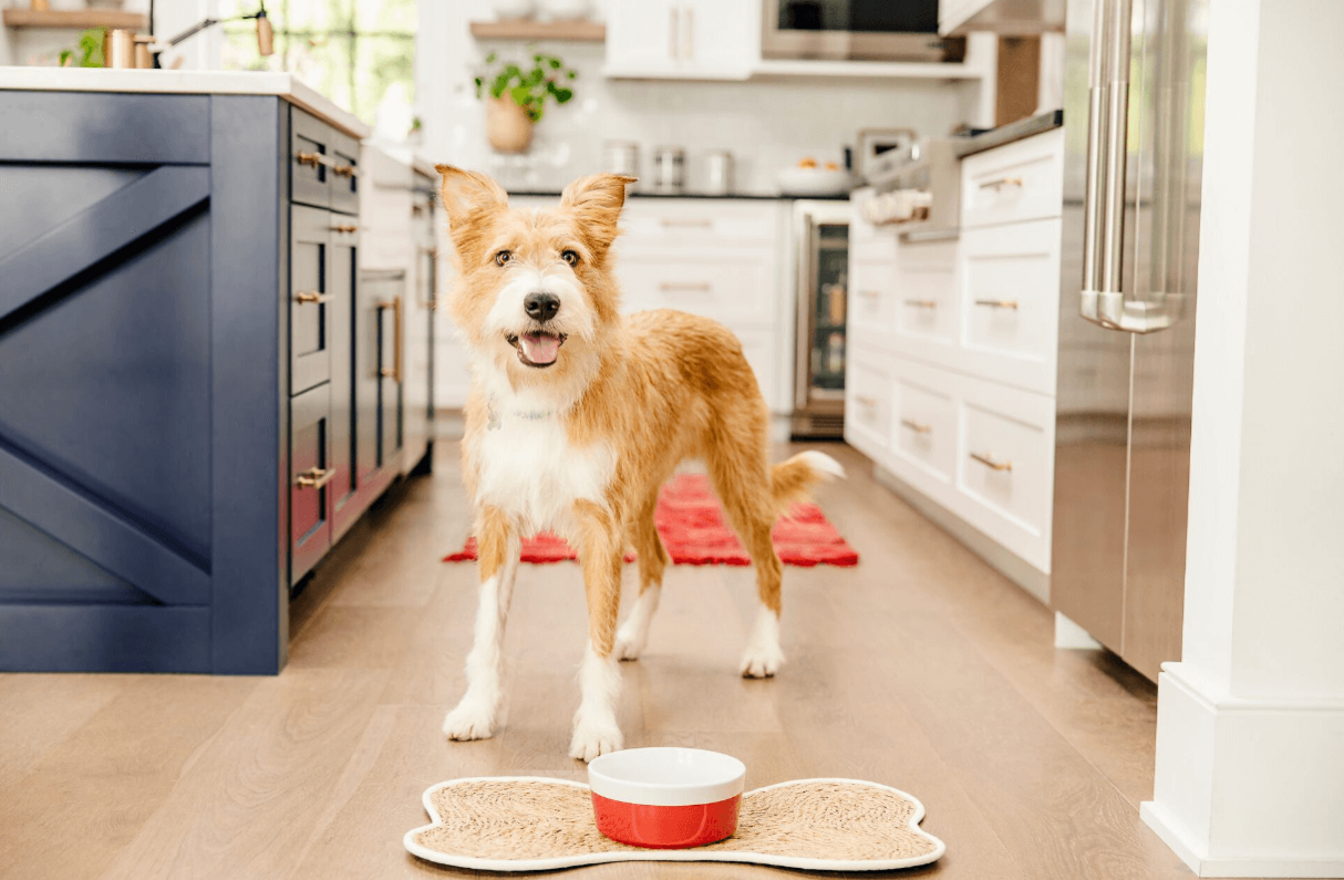 drótszőrű kutya konyhában etetőtál előtt áll