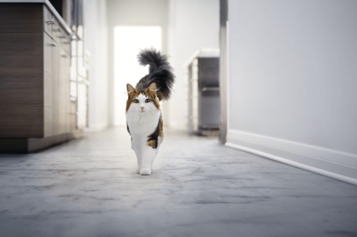 ápolt cirmos-fehér cica sétál szemből