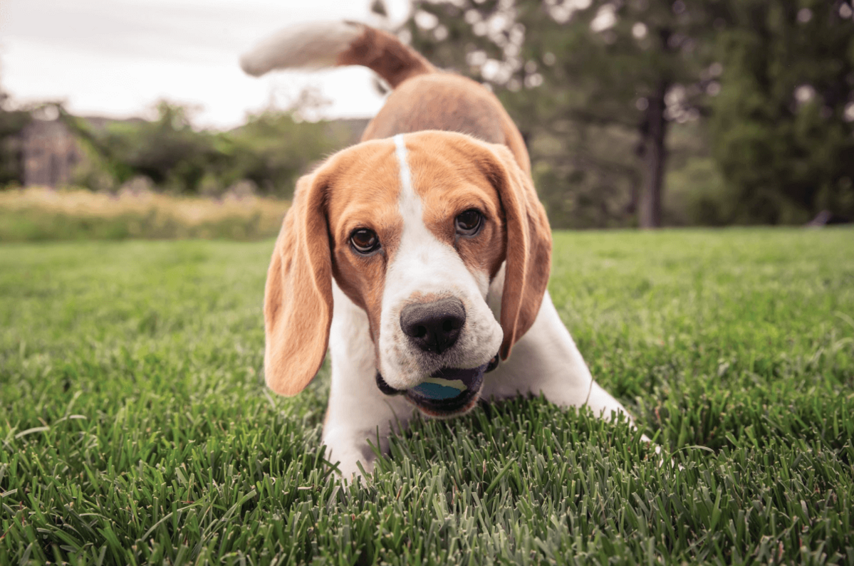 beagle kutya labdájával játszik a kertben