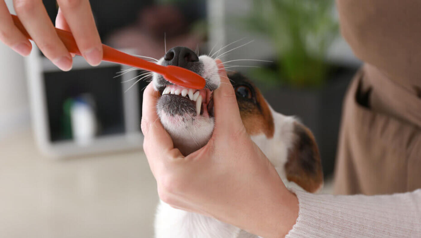 jack russel terrier fogát tisztítják fogkefével