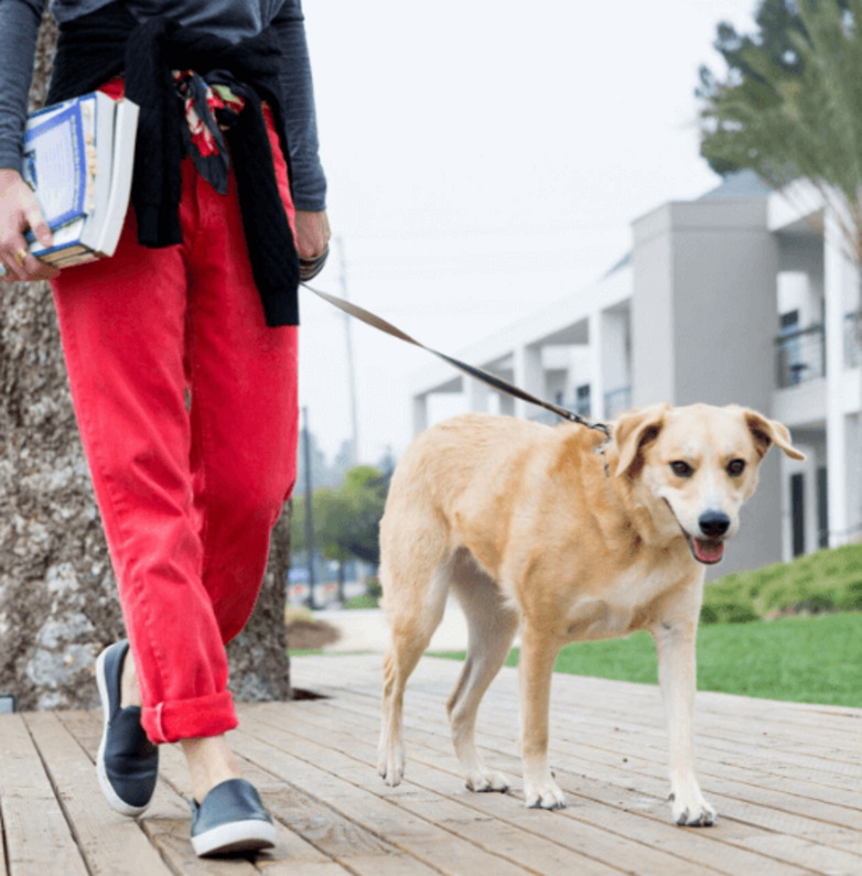 tanuló zsemleszínű keverék kutyáját pórázon sétáltatja