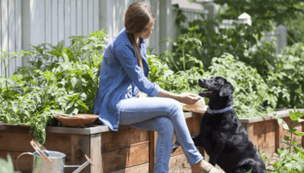 kedves nagytestű fekete kutya gazdájával kertben