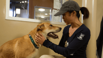 barátságos zsemleszínű kutya menhelyi gondozójával
