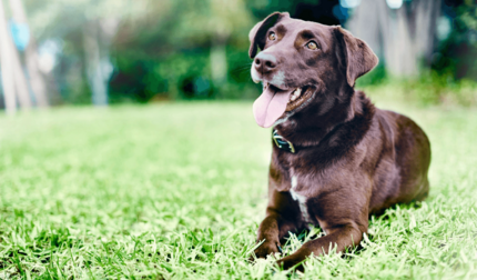 csokoládébarna kutya boldogan figyelmesen fekszik fűben