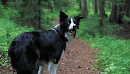 border collie az erdőben figyelmesen néz