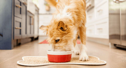 drótszőrű keverék kutya piros tálkából eszik