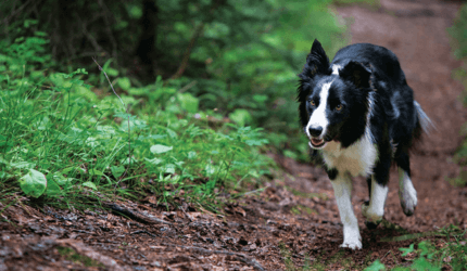 fekete-fehér border collie erdőben fut