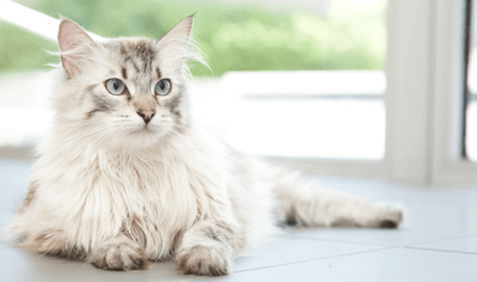 hosszú szőrű cica hűsöl a padlón