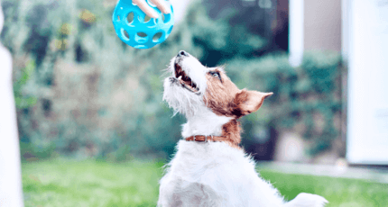 fox terrier kék labdával játszik