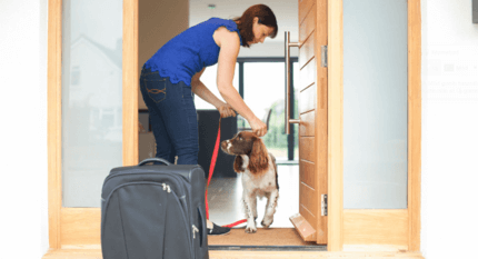 kutya és gazdája a bejáratnál bőrönddel