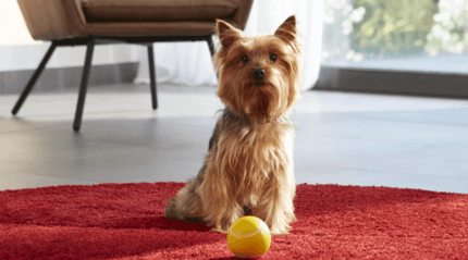yorkshire terrier piros szőnyegen ül labdájával