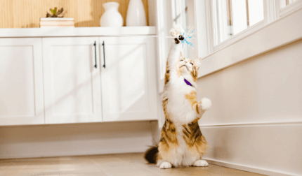 cirmos-fehér cica macskajátékkal játszik
