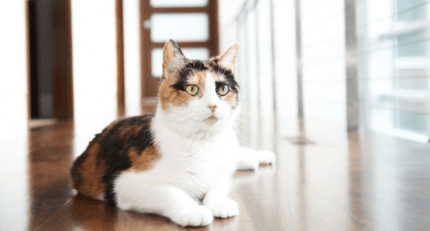 trikolor cica a lakásban pihen