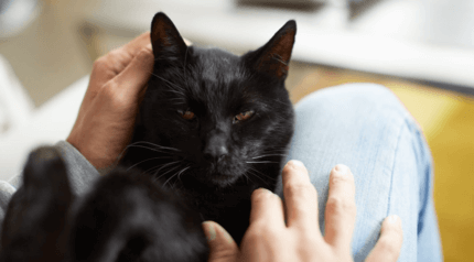 fekete cica gazdája ölében pihen
