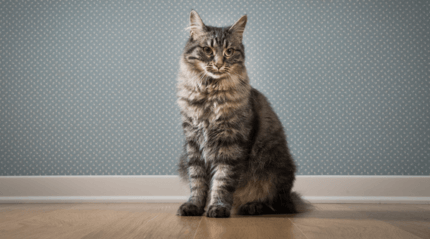 cirmos cica tapétázott fal előtt ül