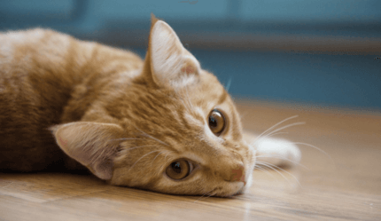fiatal vörös cica a padlón fekszik