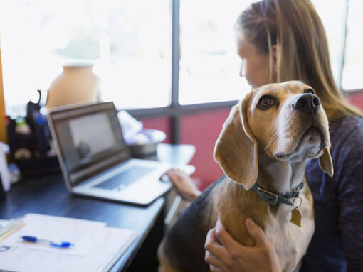 Beagle tulajdonosa ölében ül miközben dolgozik